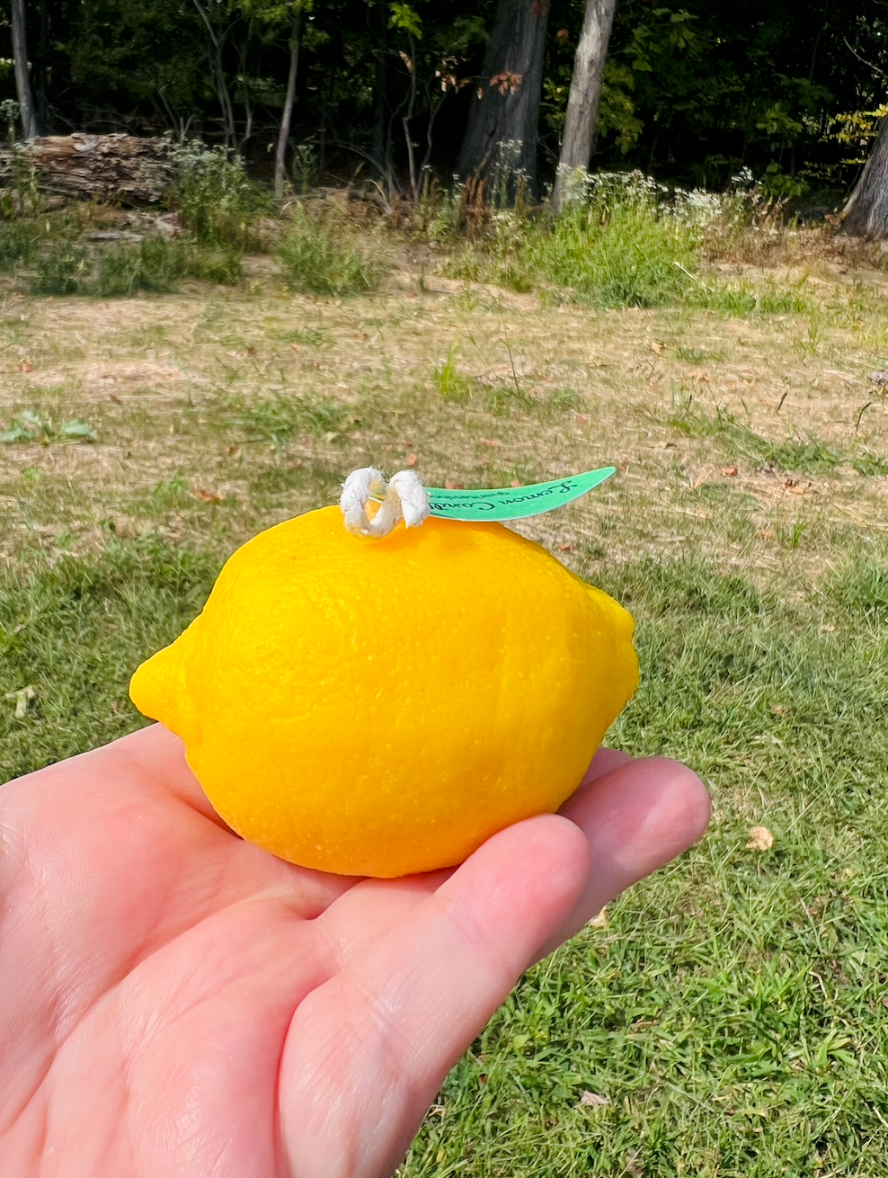 Lime and lemon shaped scented candle